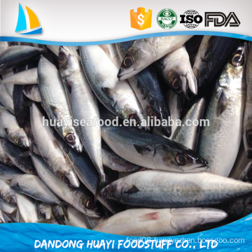 China canned pacific mackerel fish Grade C